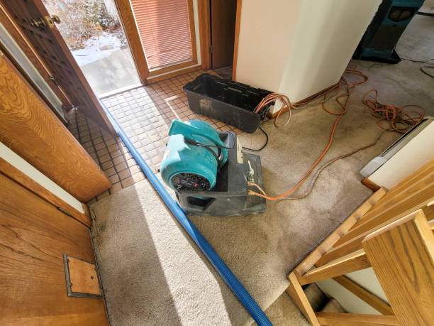 Best Mold removal after water damage  in Eden, TX